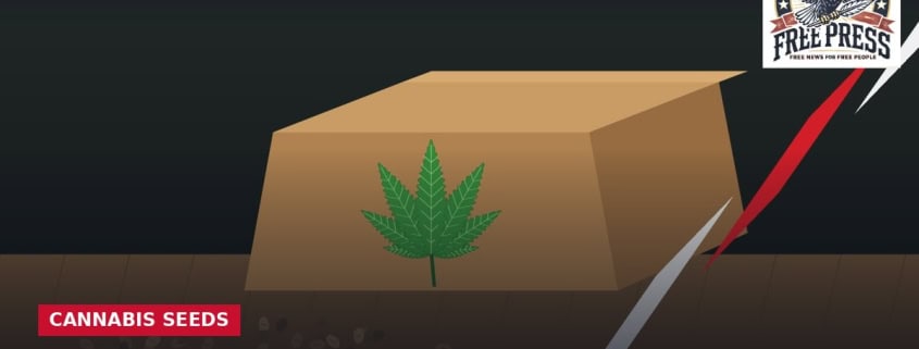 Fostoria News Illustration of a cannabis seed under a glass dome with a red arrow pointing upward.